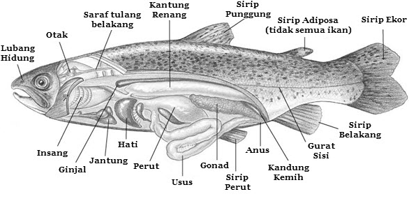 bagian tubuh ikan