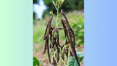 pohon kacang hijau